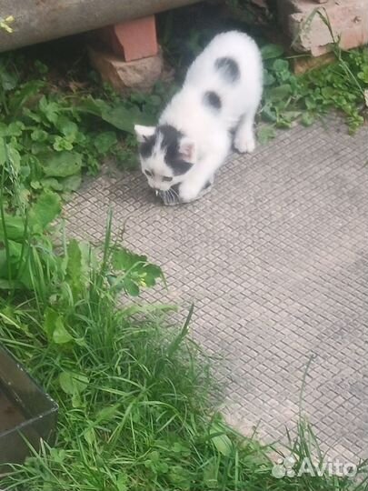 Котенок 1 месяц