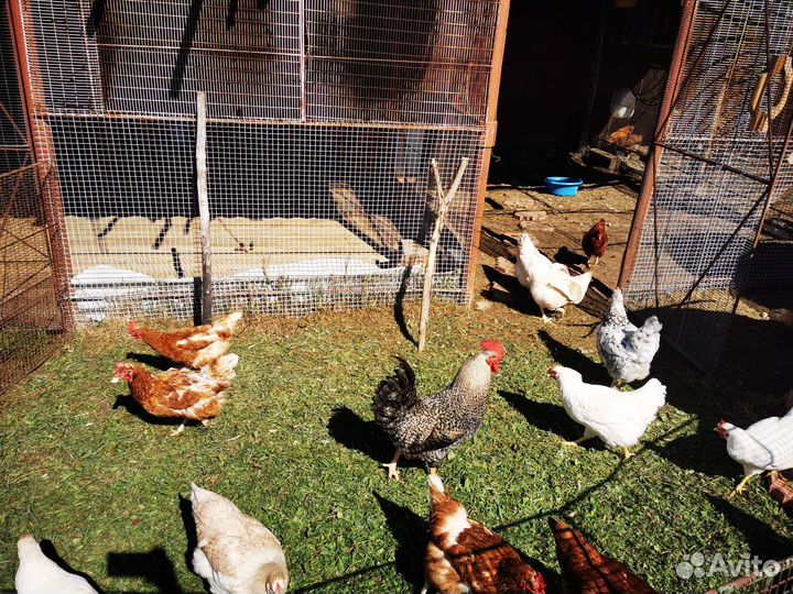 Домашние яйца