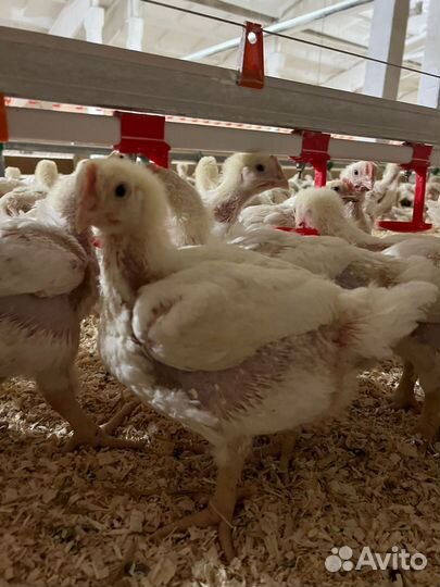 Куры бройлеры
