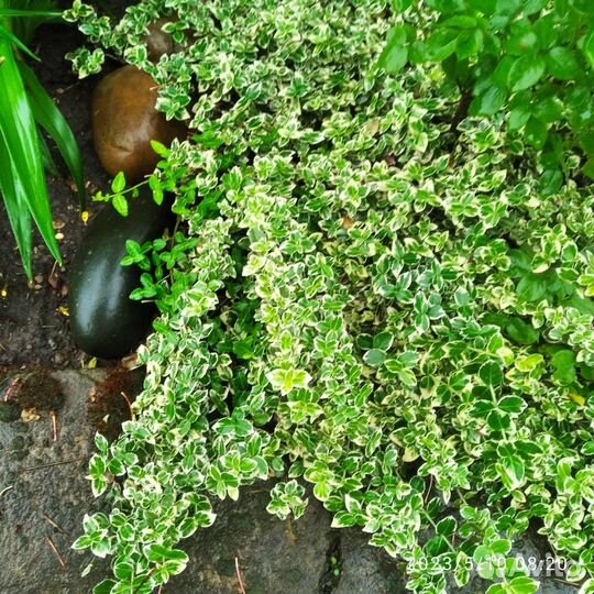 Бересклет форчуна