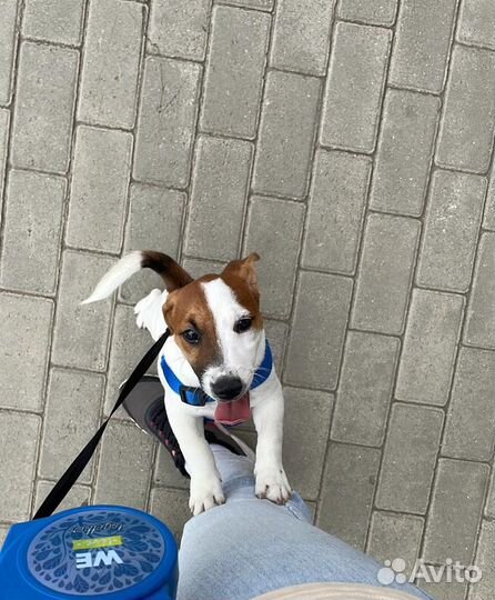 Джек Рассел терьер