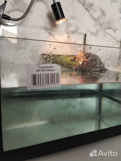 Террариум для красноухой черепахи
