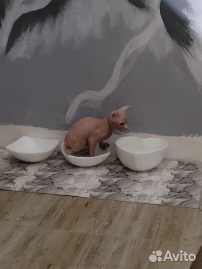 Канадский сфинкс котенок девочка