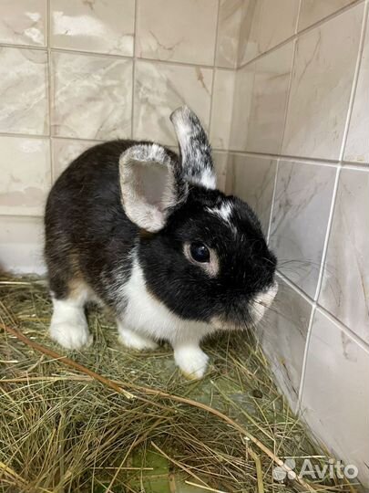 Декоративные карликовые кролики