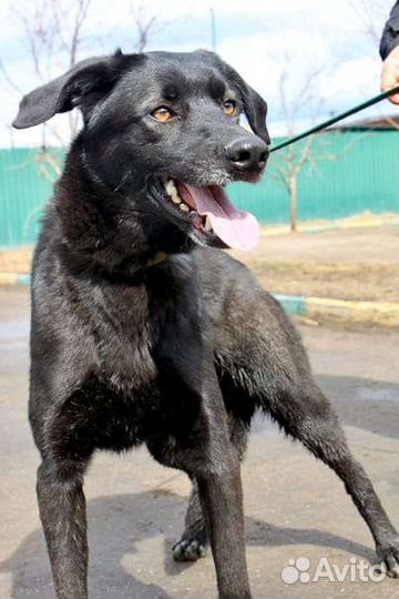 Собака ищет дом девочка