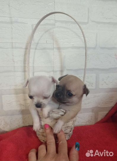 Щенки чихуахуа