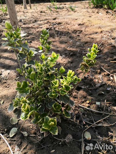 Юкка садовая, бересклет