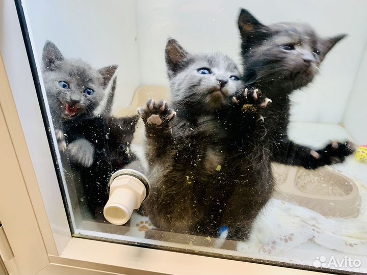 Серые голубоглазые и черные пантеры