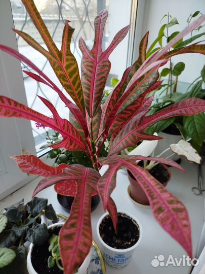 Комнатное растение Кротон