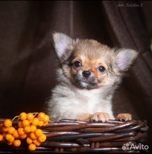 Мальчик чихуахуа