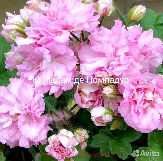 Пеларгония герань сортовая коллекционная