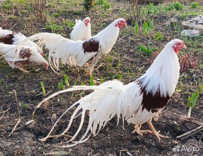 Петушки и цыплята йокогама и падуаны