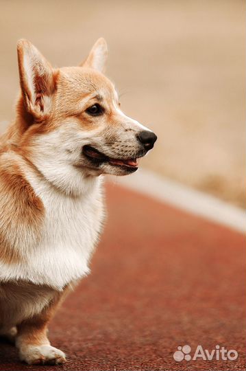 Щенок корги