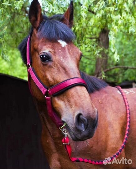 Недоуздок для лошади, конная амуниция, капцунг