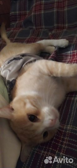 Отдам кота 4 года