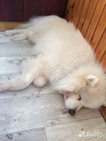 Шерсть самоеда. Вычес. На доставке