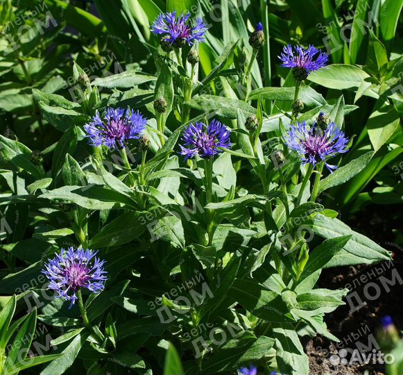 Василек горный многолетник