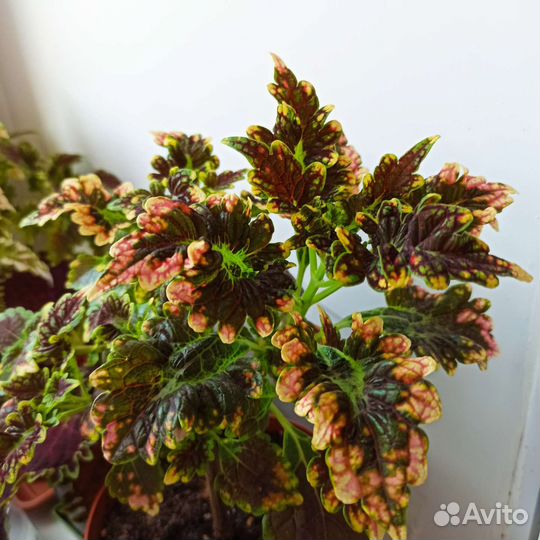 Колеус на срез. Несколько сортов