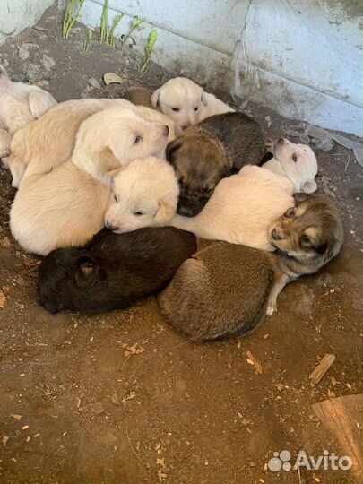 Щенки в добрые руки