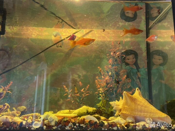 Продаю аквариум с рыбками