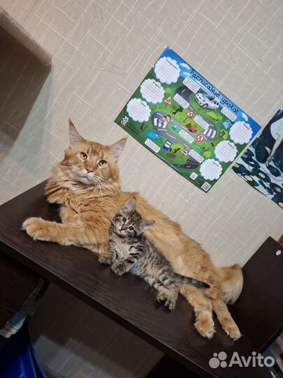 Отдам котенка в добрые руки