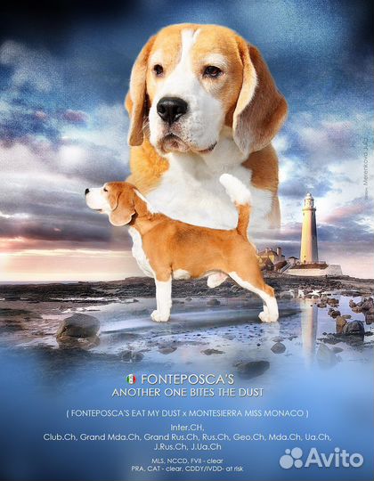 Вязка кобель бигль