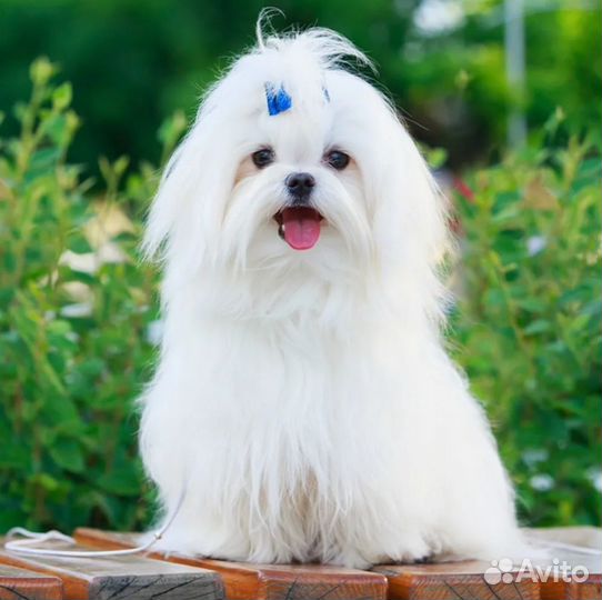 Передержка собак маленьких пород