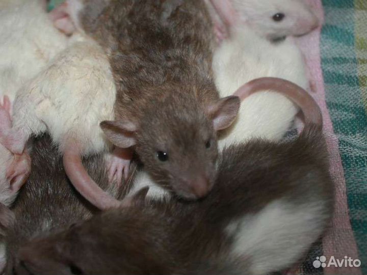 Крысята, крыса, стерильные девочки и мальчики