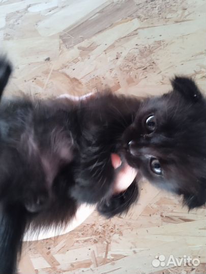 Котята от вислоухой кошечки