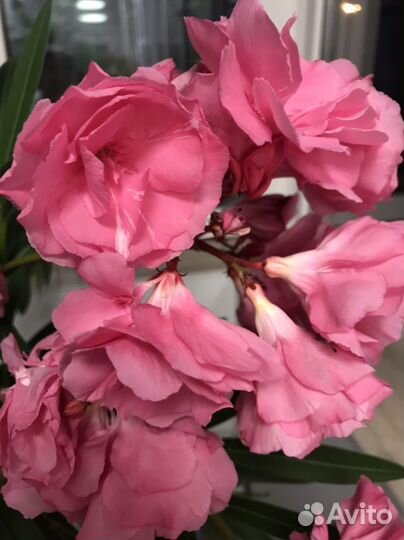 Олеандр махровый