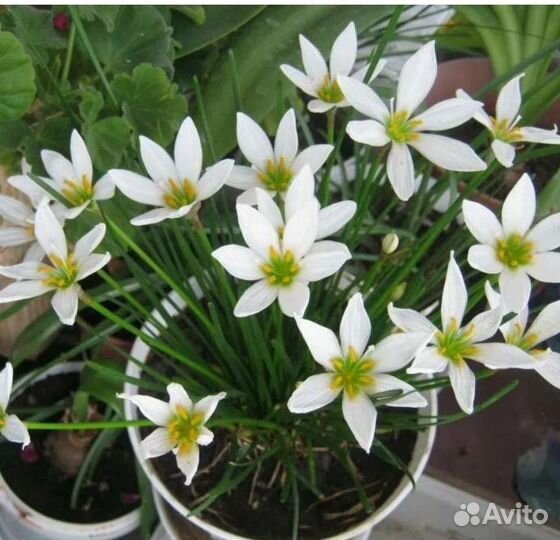 Зефирантес, Калерия