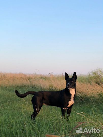 Щенки в дар