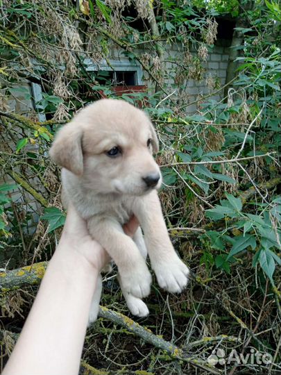 Щенки в добрые руки