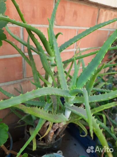 Алоэ, Алоэ-вера, Золотой ус