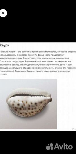 Ракушка каури