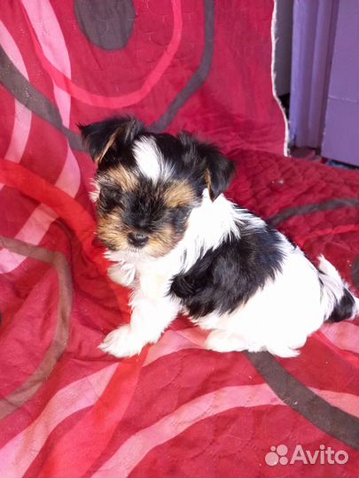 Щенок Бивер