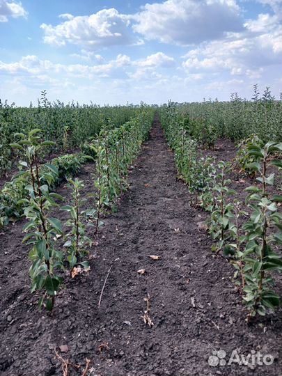 Саженцы колоновидных деревьев