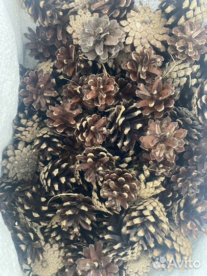 Шишки сосновые