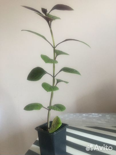 Хризотемис красивый