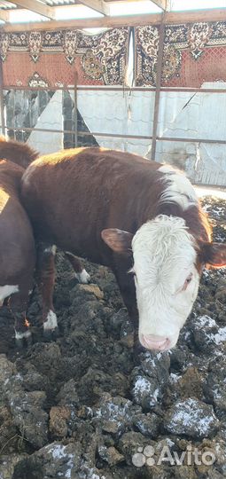 Герефорд чистый, возраст 1.5 на племя