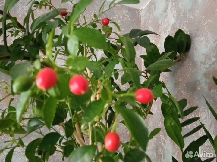 Домашние цветы