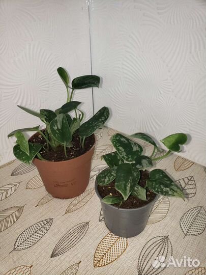 Эпипремнум Сильвер Энн