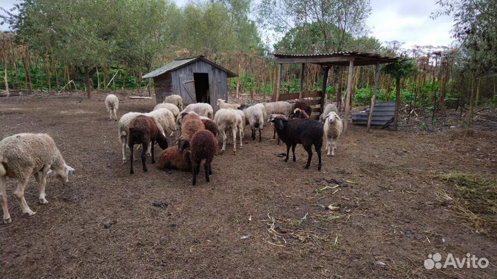 Овцы бараны ягнята