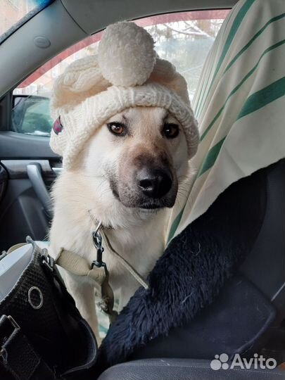 Собака в добрые руки