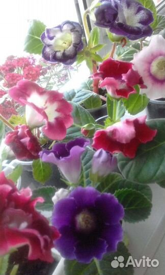 Семена глоксиний- комнатных цветов