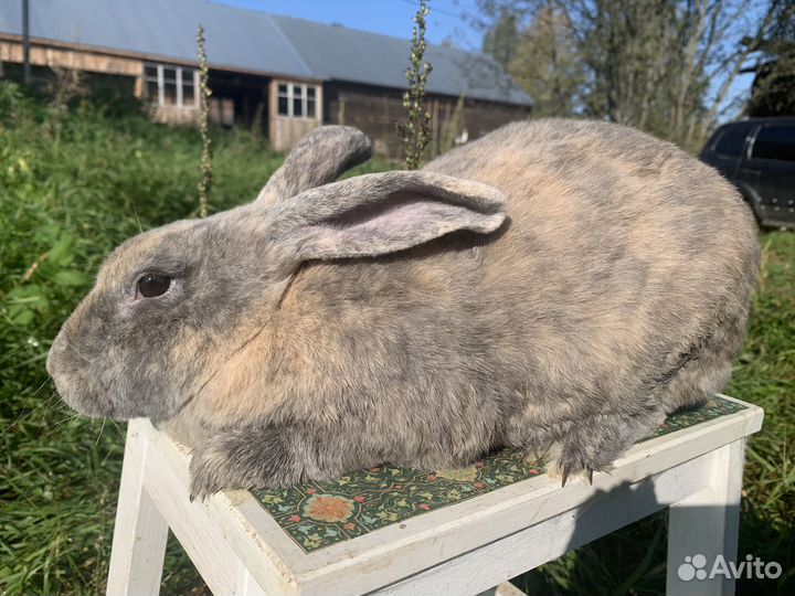 Кролик Рекс