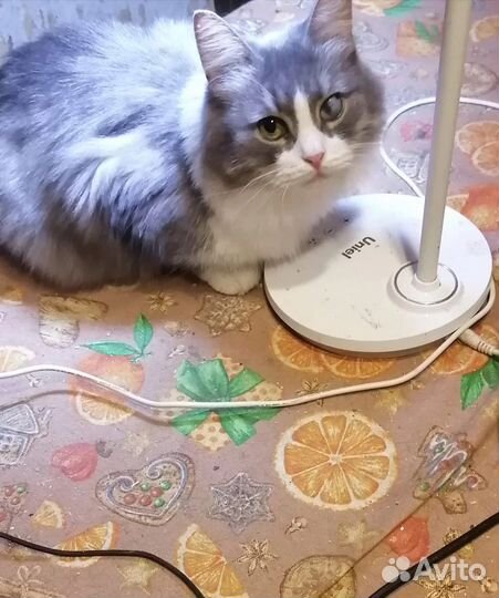 Кошке нужен тёплый уголок