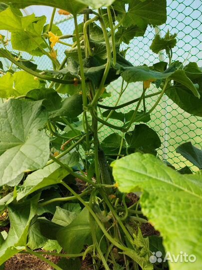 Продукты питания