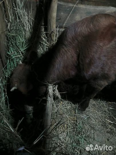 Телята бычки