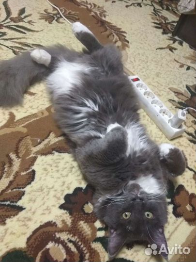 Кот мейн-кун